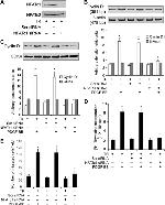 NFATC1 Antibody in Western Blot (WB)