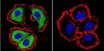 NFATC1 Antibody in Immunocytochemistry (ICC/IF)