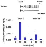 NFATC2 Antibody in ChIP Assay (ChIP)