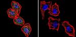 NFATC2 Antibody in Immunocytochemistry (ICC/IF)