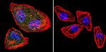 NFATC2 Antibody in Immunocytochemistry (ICC/IF)