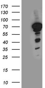 NFIA Antibody in Western Blot (WB)