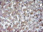 NFKBIA Antibody in Immunohistochemistry (Paraffin) (IHC (P))