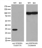 NFKBIA Antibody