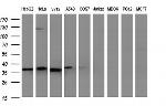 NFKBIA Antibody in Western Blot (WB)