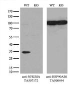 NFKBIA Antibody in Western Blot (WB)