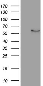 NFKBIE Antibody in Western Blot (WB)