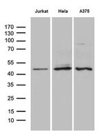 NFKBIE Antibody in Western Blot (WB)