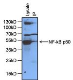 NFkB p65 Antibody in Immunoprecipitation (IP)