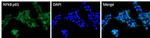 NFkB p65 Antibody in Immunocytochemistry (ICC/IF)