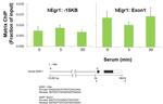 NFkB p50 Antibody in ChIP Assay (ChIP)