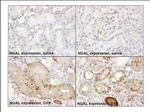 NGAL Antibody in Immunohistochemistry (Paraffin) (IHC (P))