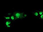 NHEJ1 Antibody in Immunocytochemistry (ICC/IF)