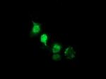 NHEJ1 Antibody in Immunocytochemistry (ICC/IF)
