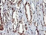 NHEJ1 Antibody in Immunohistochemistry (Paraffin) (IHC (P))