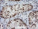 NHEJ1 Antibody in Immunohistochemistry (Paraffin) (IHC (P))