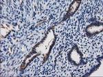 NHEJ1 Antibody in Immunohistochemistry (Paraffin) (IHC (P))