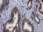 NHEJ1 Antibody in Immunohistochemistry (Paraffin) (IHC (P))