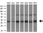 NHEJ1 Antibody in Western Blot (WB)