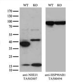 NHEJ1 Antibody in Western Blot (WB)