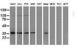 NHEJ1 Antibody in Western Blot (WB)