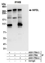 NIPBL Antibody in Western Blot (WB)