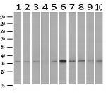 NIT1 Antibody in Western Blot (WB)