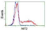 NIT2 Antibody in Flow Cytometry (Flow)