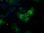 NIT2 Antibody in Immunocytochemistry (ICC/IF)