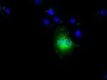 NIT2 Antibody in Immunocytochemistry (ICC/IF)