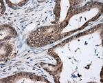 NIT2 Antibody in Immunohistochemistry (Paraffin) (IHC (P))