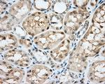 NIT2 Antibody in Immunohistochemistry (Paraffin) (IHC (P))