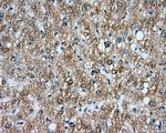 NIT2 Antibody in Immunohistochemistry (Paraffin) (IHC (P))