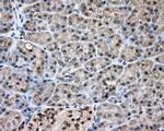 NIT2 Antibody in Immunohistochemistry (Paraffin) (IHC (P))