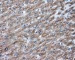 NIT2 Antibody in Immunohistochemistry (Paraffin) (IHC (P))