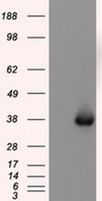 NIT2 Antibody in Western Blot (WB)