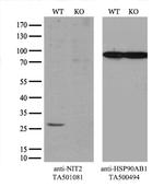 NIT2 Antibody in Western Blot (WB)