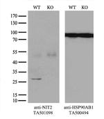 NIT2 Antibody in Western Blot (WB)