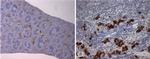 NK1.1 Antibody in Immunohistochemistry (Paraffin) (IHC (P))