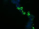 NKIRAS1 Antibody in Immunocytochemistry (ICC/IF)