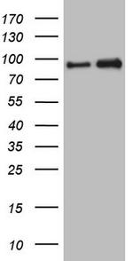 NKRF Antibody in Western Blot (WB)