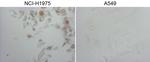 NKX2 Antibody in Immunocytochemistry (ICC/IF)