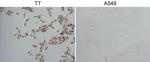 NKX2 Antibody in Immunocytochemistry (ICC/IF)