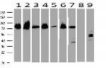 NKX2 Antibody in Western Blot (WB)