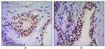 Nkx3.1 Antibody in Immunohistochemistry (Paraffin) (IHC (P))