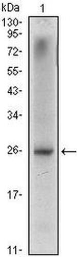 Nkx3.1 Antibody in Western Blot (WB)