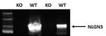 NLGN3 Antibody in Western Blot (WB)