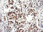 NLN Antibody in Immunohistochemistry (Paraffin) (IHC (P))