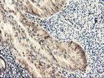 NLN Antibody in Immunohistochemistry (Paraffin) (IHC (P))