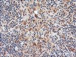 NLN Antibody in Immunohistochemistry (Paraffin) (IHC (P))